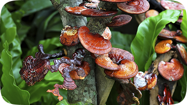 Reishi