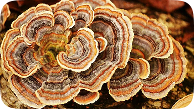 Turkey tail